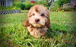 Havapoo dogs for sale: Kewtie - Image 11