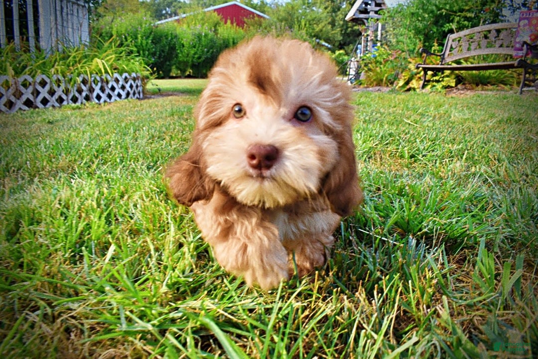 Havapoo dogs for sale: Kewtie - Image 11