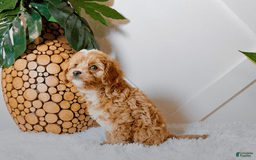 Cavapoo dogs for sale: Hope - Image 1