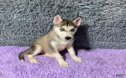 Siberian Husky dogs for sale: Lady - Image 1