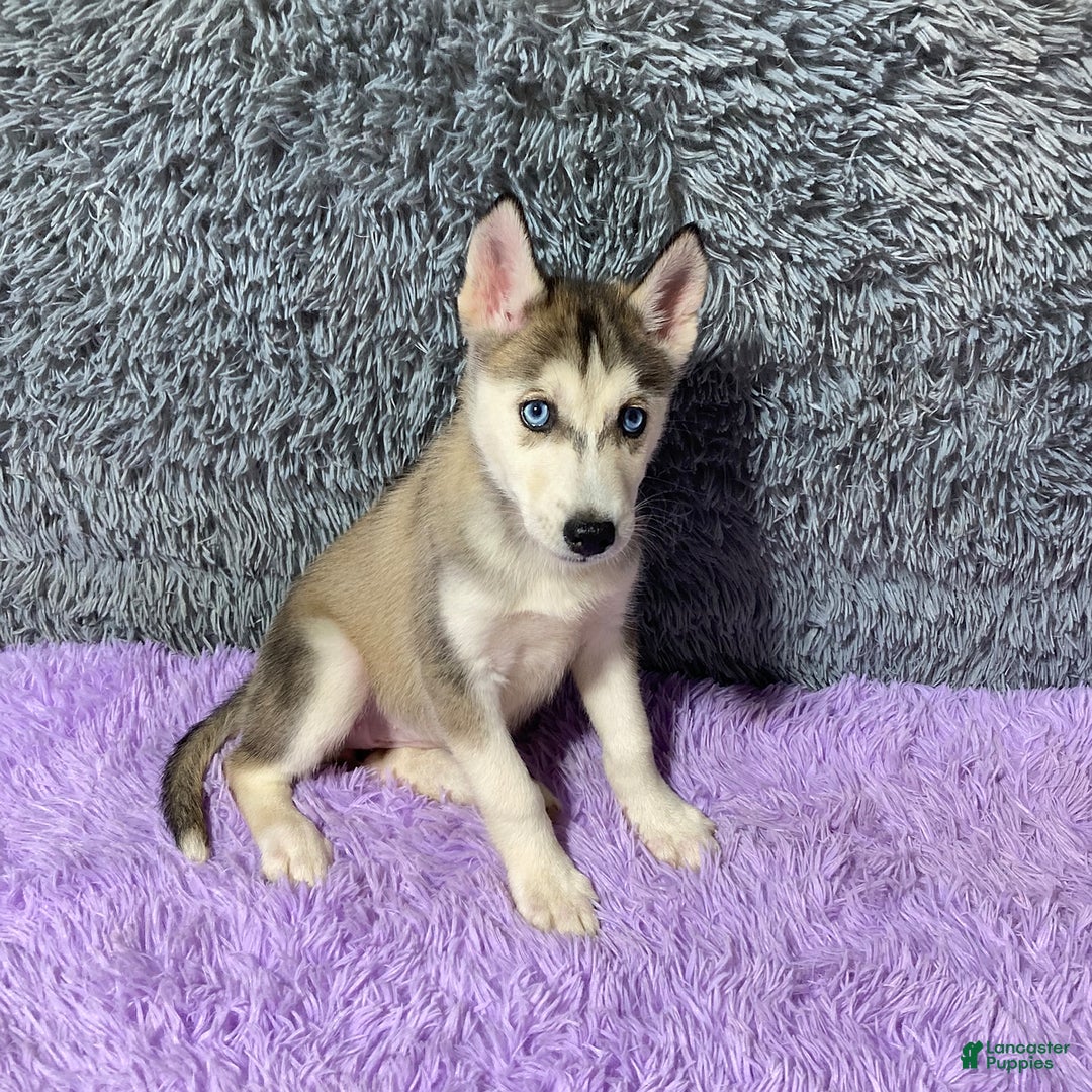 Siberian Husky dogs for sale: Lady - Image 1