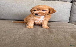  dogs for sale: Mini Goldendoodle 6 puppies - Image 2