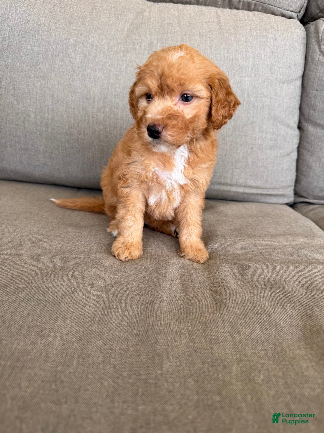 dogs for sale: Mini Goldendoodle 6 puppies - Image 2