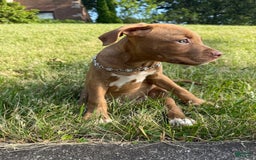 American Staffordshire Terrier dogs for sale: Fiyero - Image 4