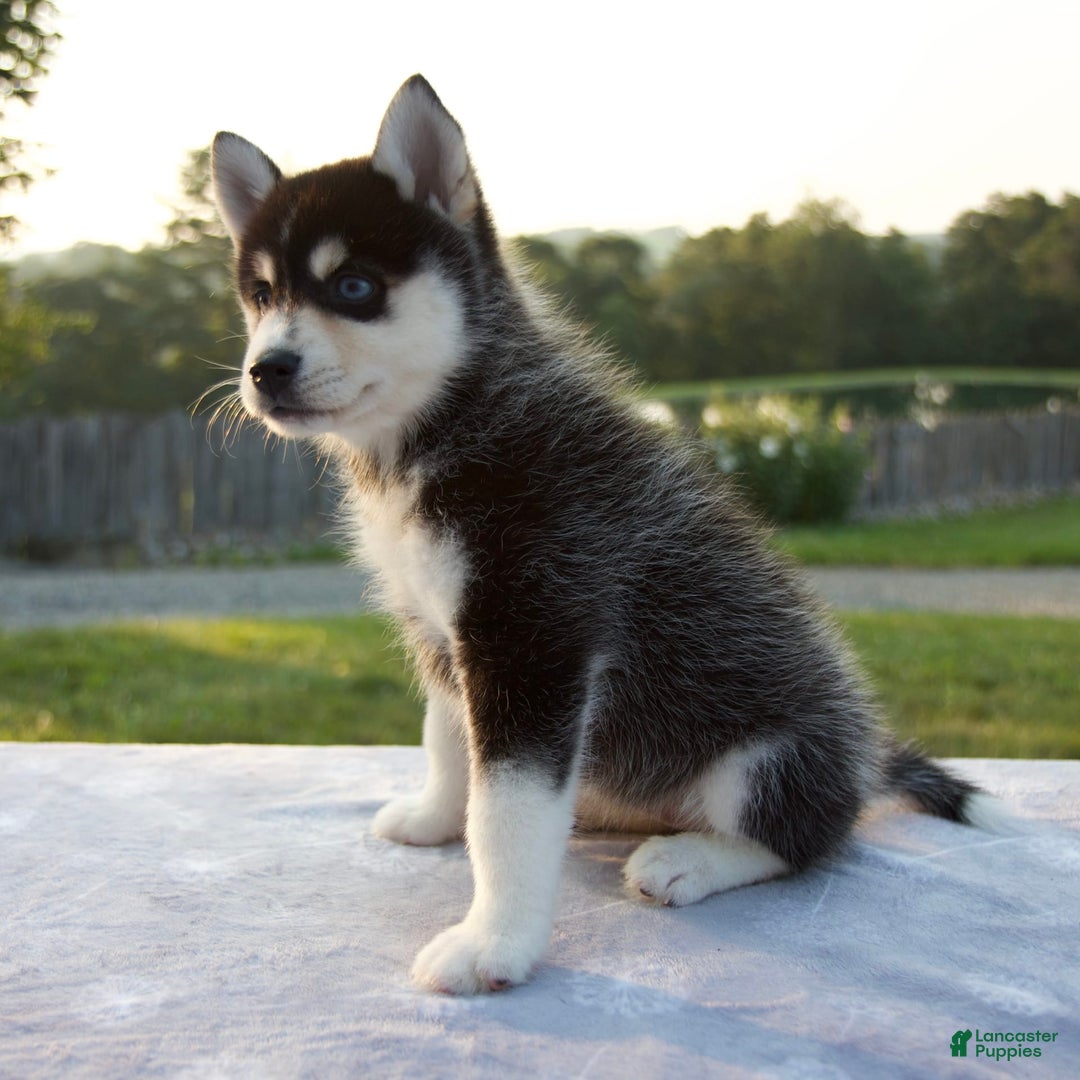 Pomsky dogs for sale: Tessa - Image 8