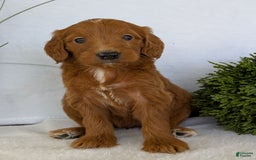 Goldendoodle dogs for sale: Kailey - Image 10