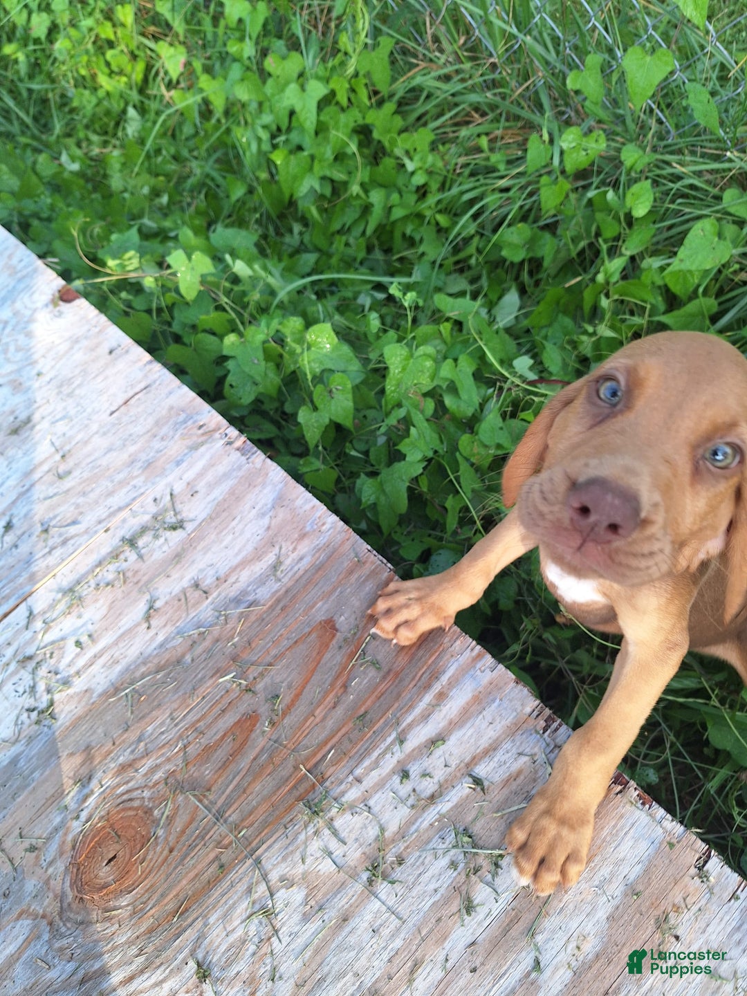 Bloodhound dogs for sale: Red - Image 1