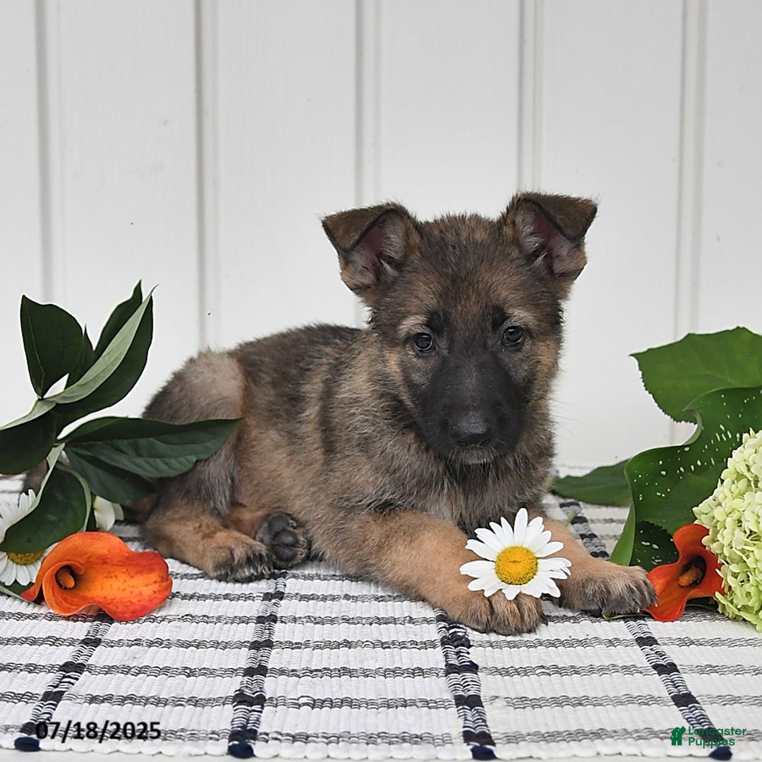 German Shepherd dogs for sale: Kayla - Image 5