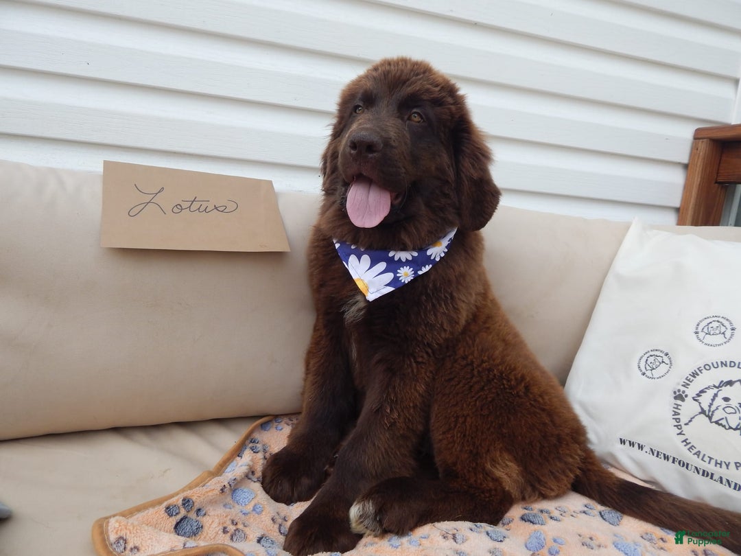 Newfoundland dogs for sale: Lotus - Image 3
