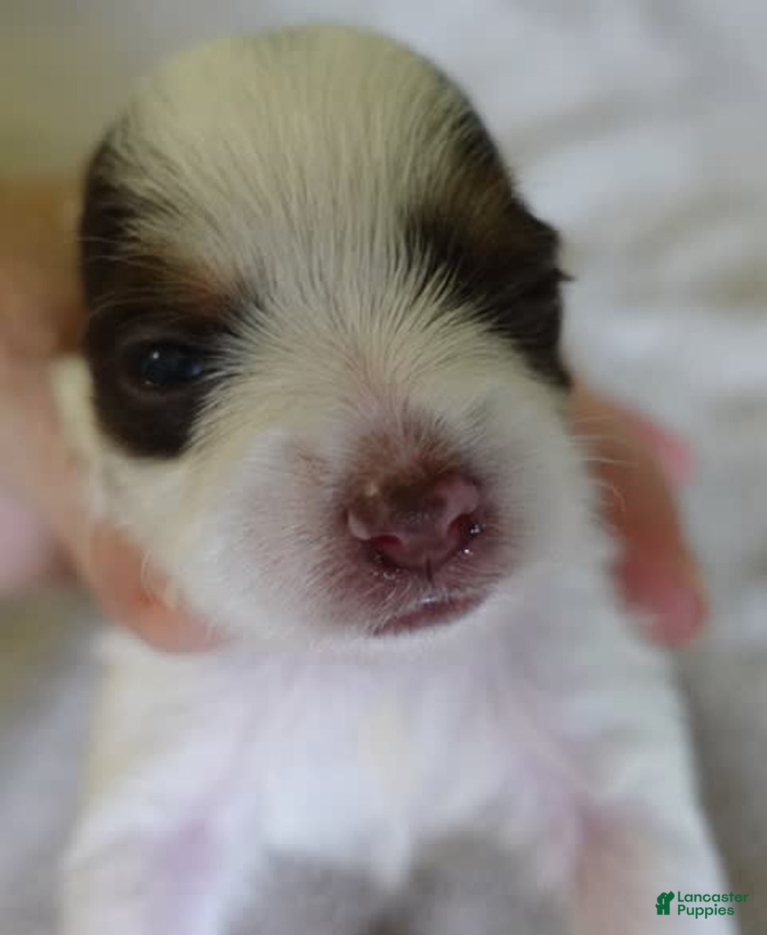 Yorkshire Terrier dogs for sale: Raleigh chocolate parti - Image 7