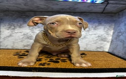 American Bully dogs for sale: Raine - Image 5