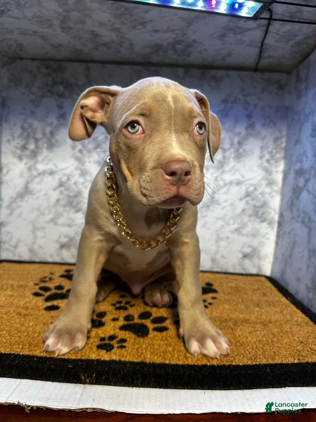 American Bully dogs for sale: Raine - Image 5