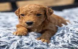 Standard Poodle dogs for sale: Ronnie - Image 4