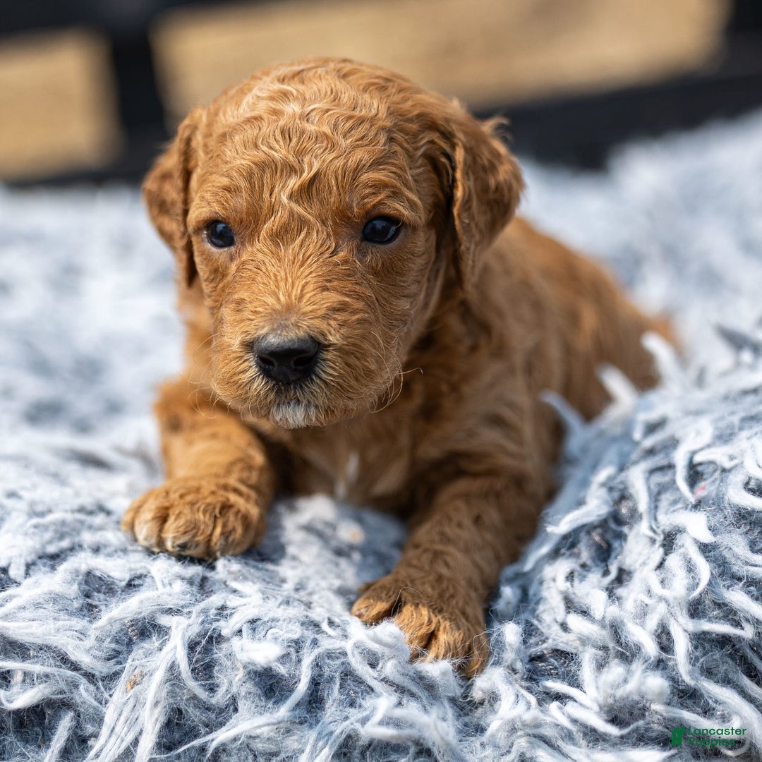 Standard Poodle dogs for sale: Ronnie - Image 4