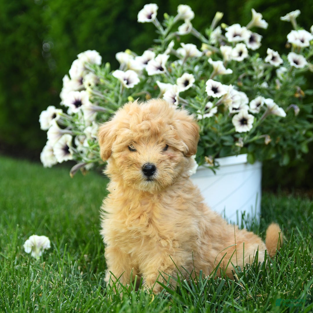 Mini Goldendoodle dogs for sale: Lane - Image 1