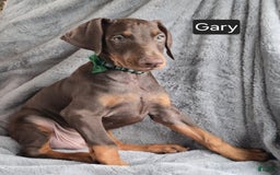 Doberman Pinscher dogs for sale: Gary - Image 2