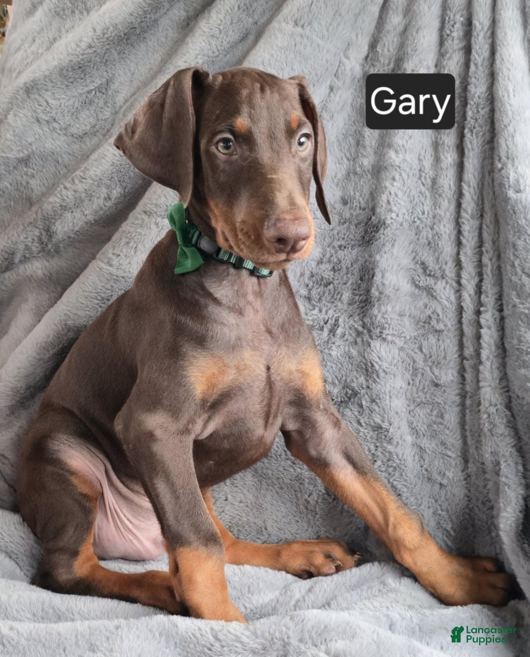 Doberman Pinscher dogs for sale: Gary - Image 2