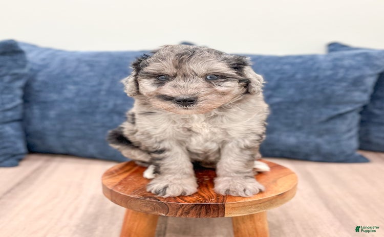 Mini Aussiedoodle dogs - Advert 35