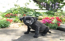 Australian Cattle Dog dogs for sale: Ebony - Image 2