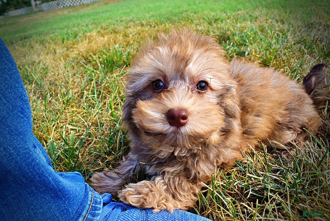 Havapoo dogs for sale: Jazzy - Image 2