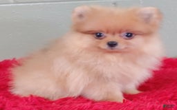 Pomeranian dogs for sale: Dillon - Image 4