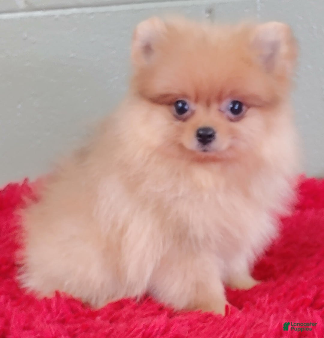 Pomeranian dogs for sale: Dillon - Image 4