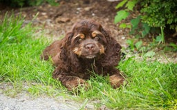 Cocker Spaniel dogs for sale: Dane - Image 11