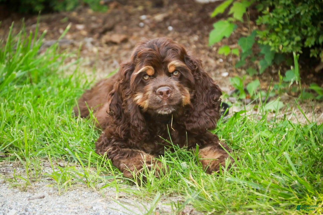 Cocker Spaniel dogs for sale: Dane - Image 11