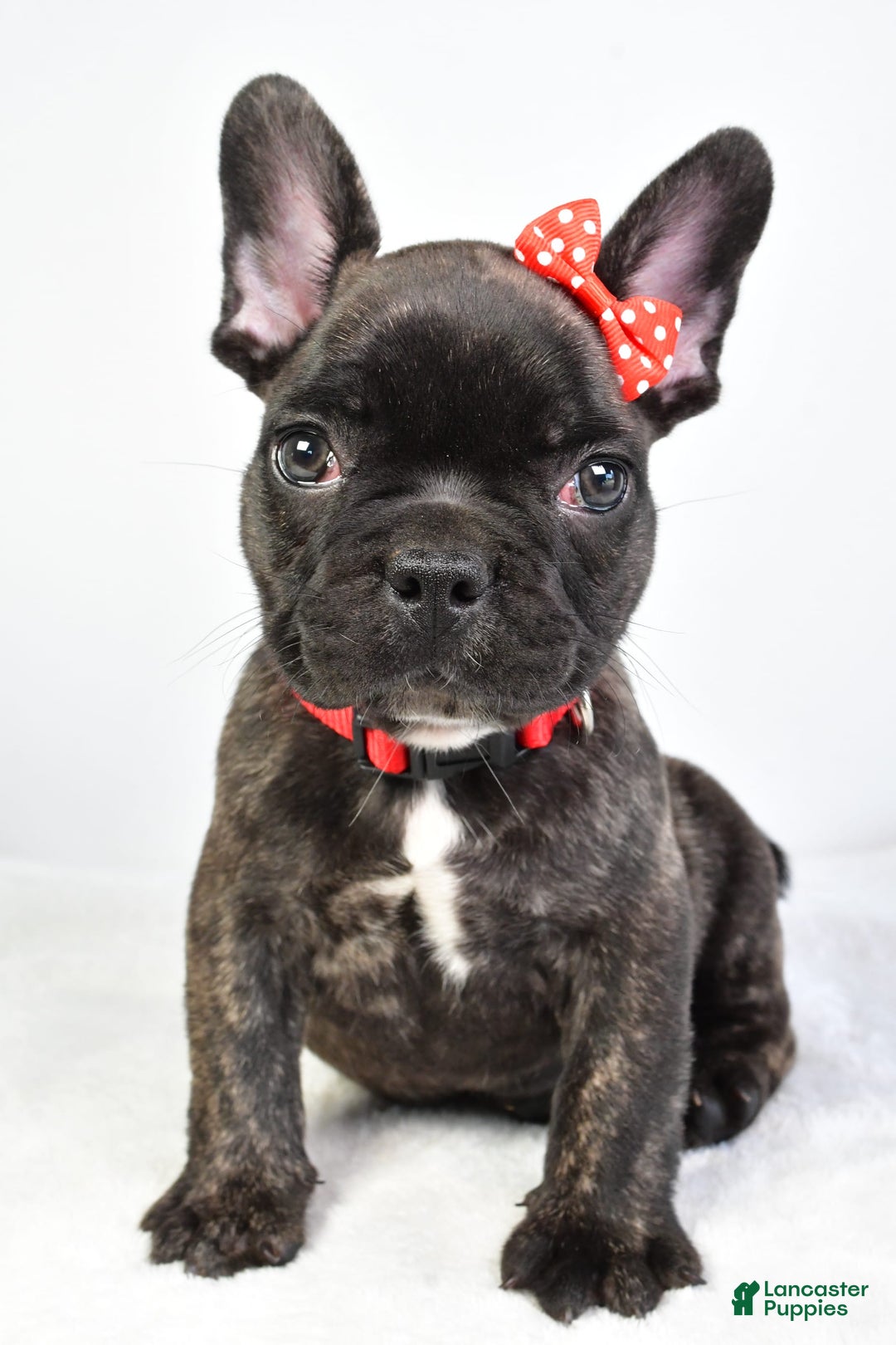 French Bulldog dogs for sale: Archie - Image 2