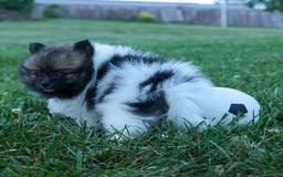 Pomeranian dogs for sale: Betzy - Image 5