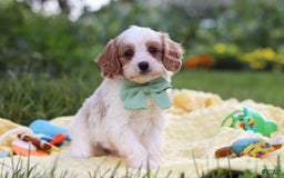Cavapoo dogs for sale: Tanner - Image 3
