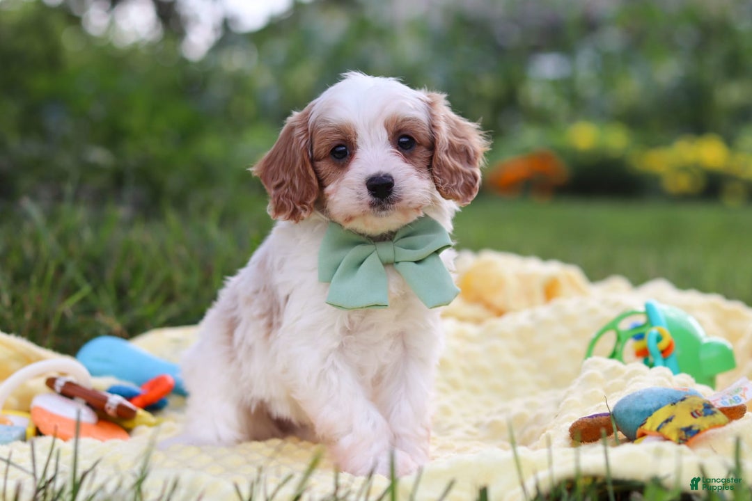 Cavapoo dogs for sale: Tanner - Image 3