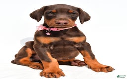 Doberman Pinscher dogs for sale: Macey - Image 1