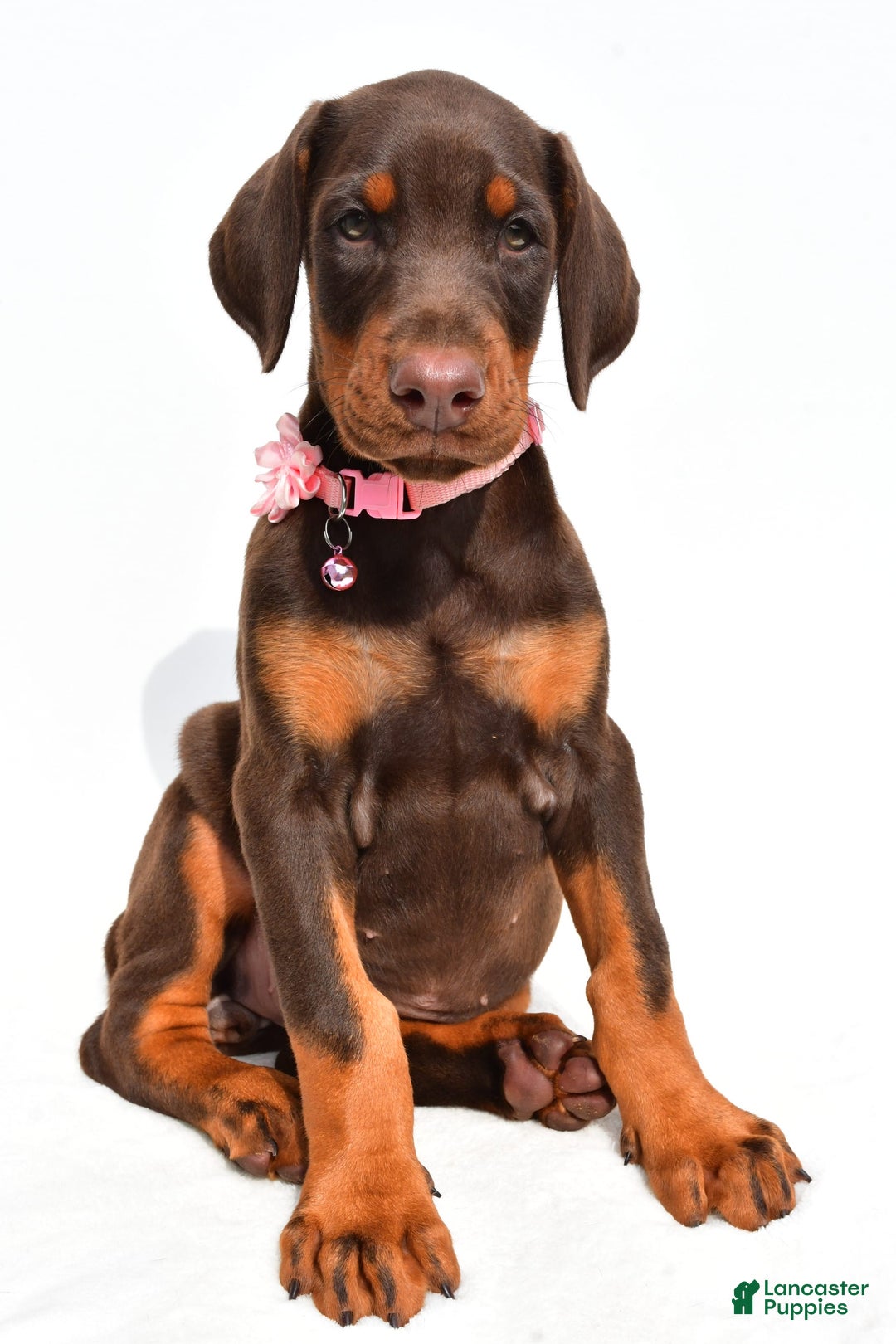 Doberman Pinscher dogs for sale: Macey - Image 1