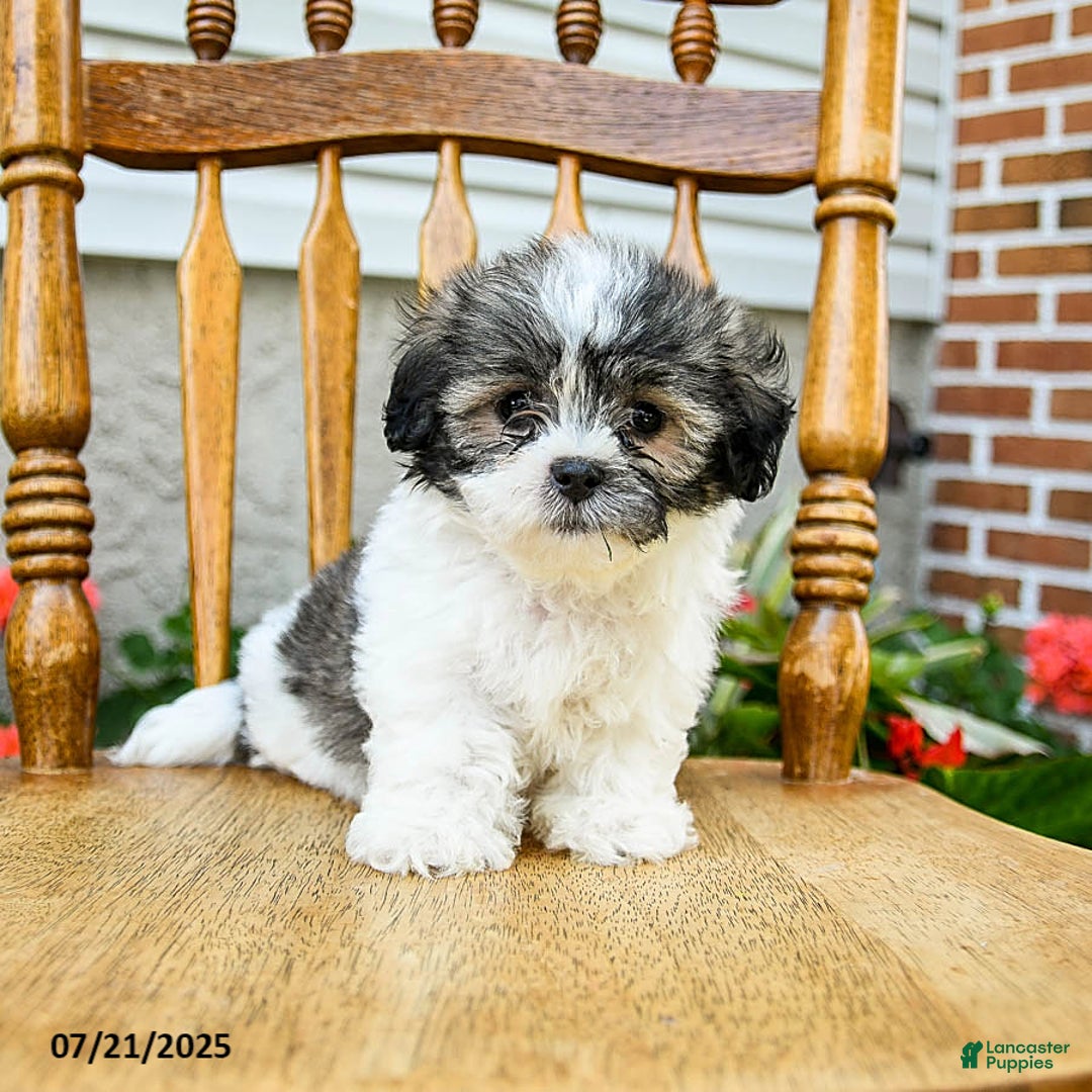 Teddy Bear dogs for sale: Chief - Image 2
