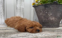 Cavapoo dogs for sale: Preston - Image 4