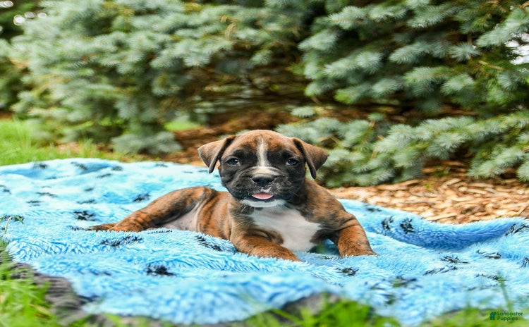Boxer dogs for sale - Ad 3