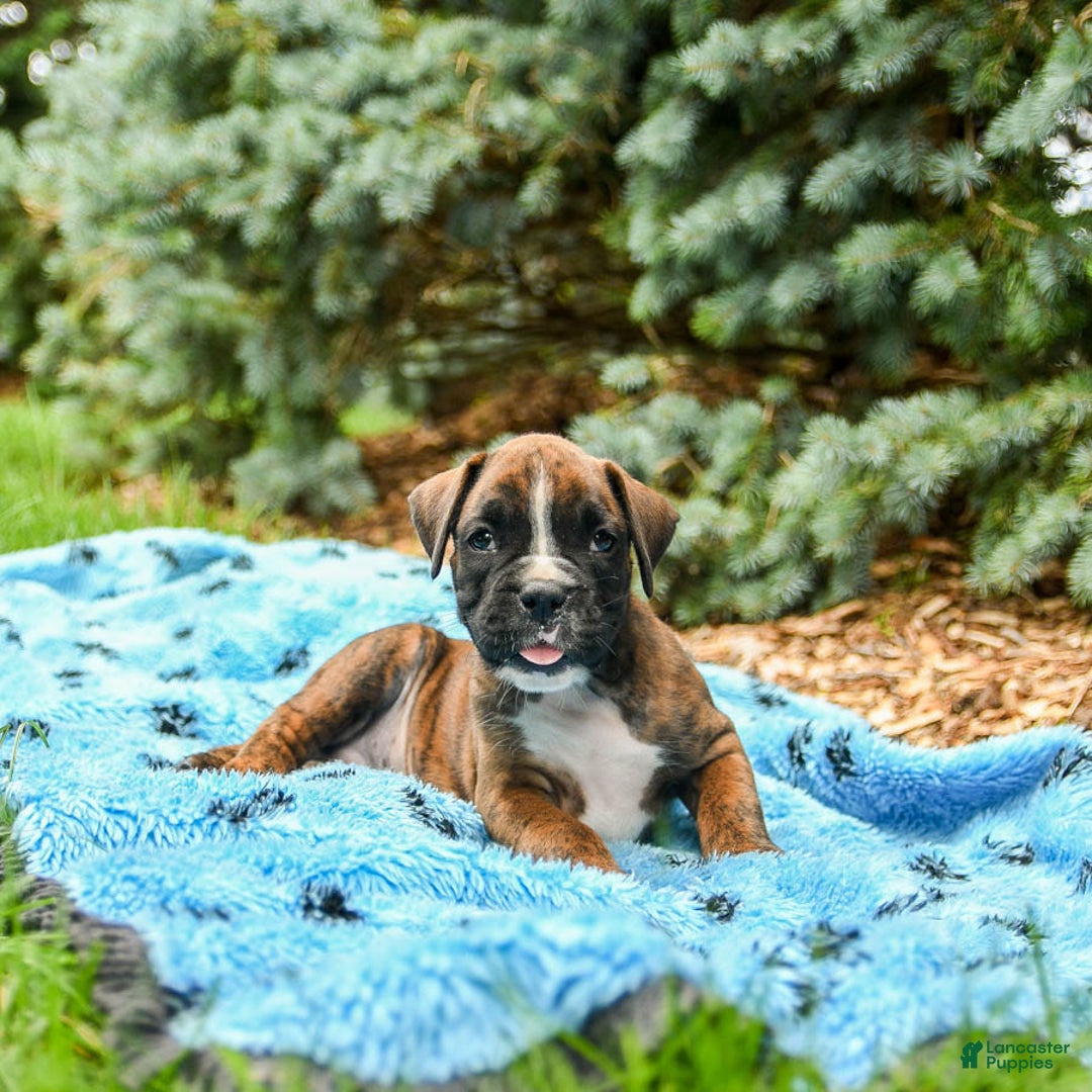 Boxer dogs for sale: Hunter - Image 1