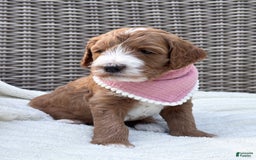 Goldendoodle dogs for sale: Charlotte - Image 3