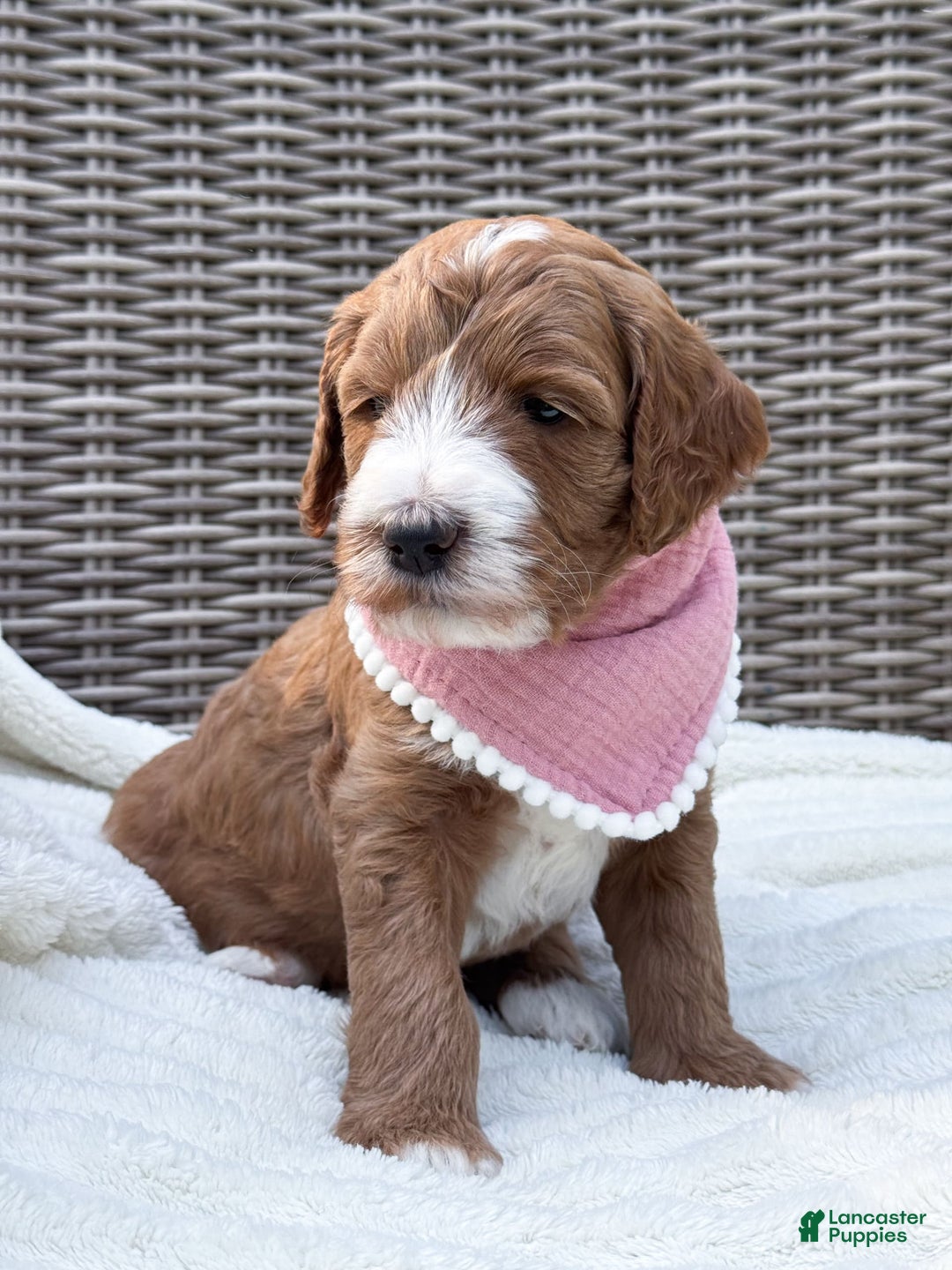 Goldendoodle dogs for sale: Charlotte - Image 3