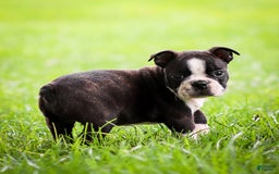 Boston Terrier dogs for sale: Daffodil - Image 12