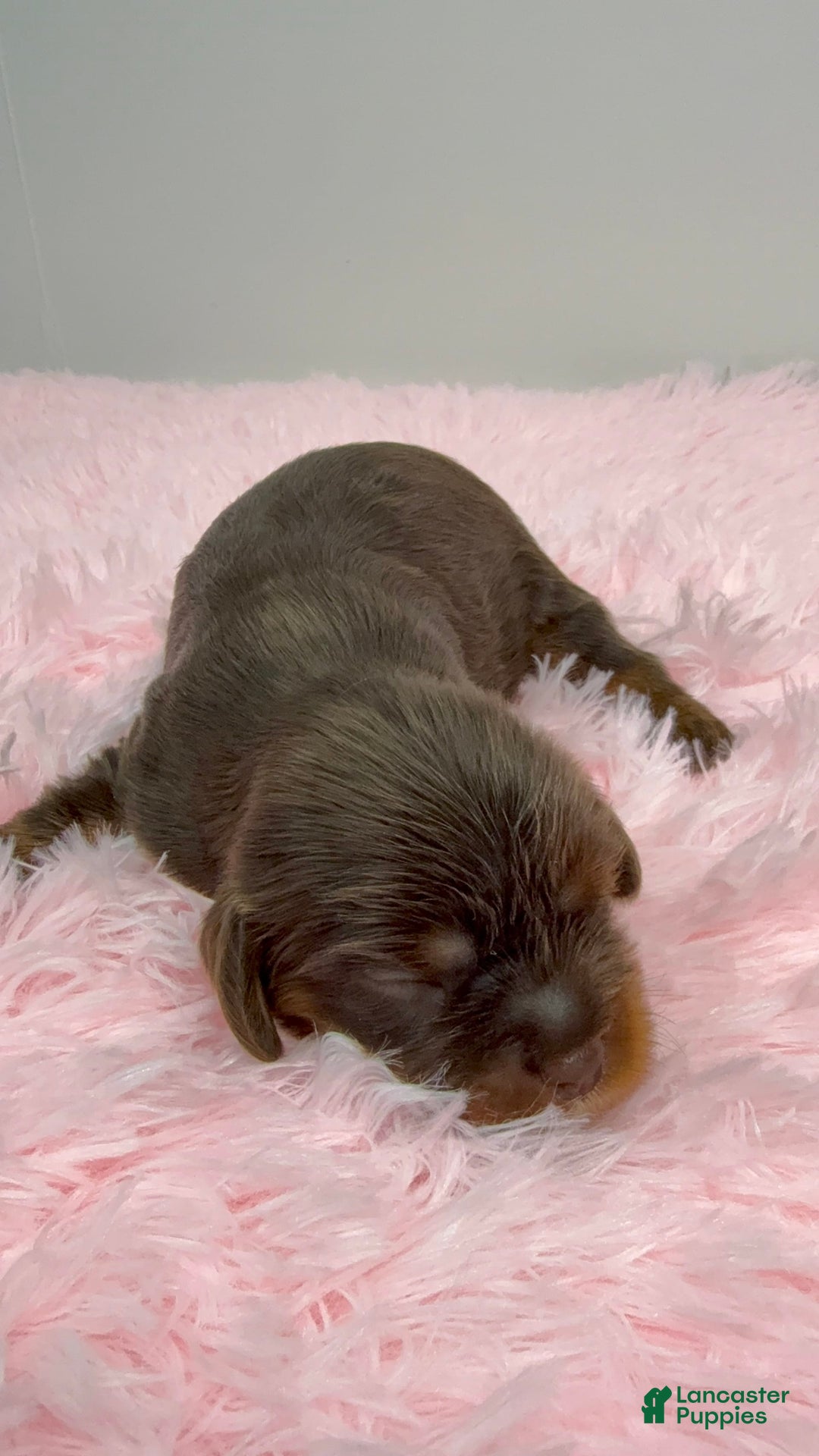 Cavalier King Charles Spaniel dogs for sale: Ginger - Image 1