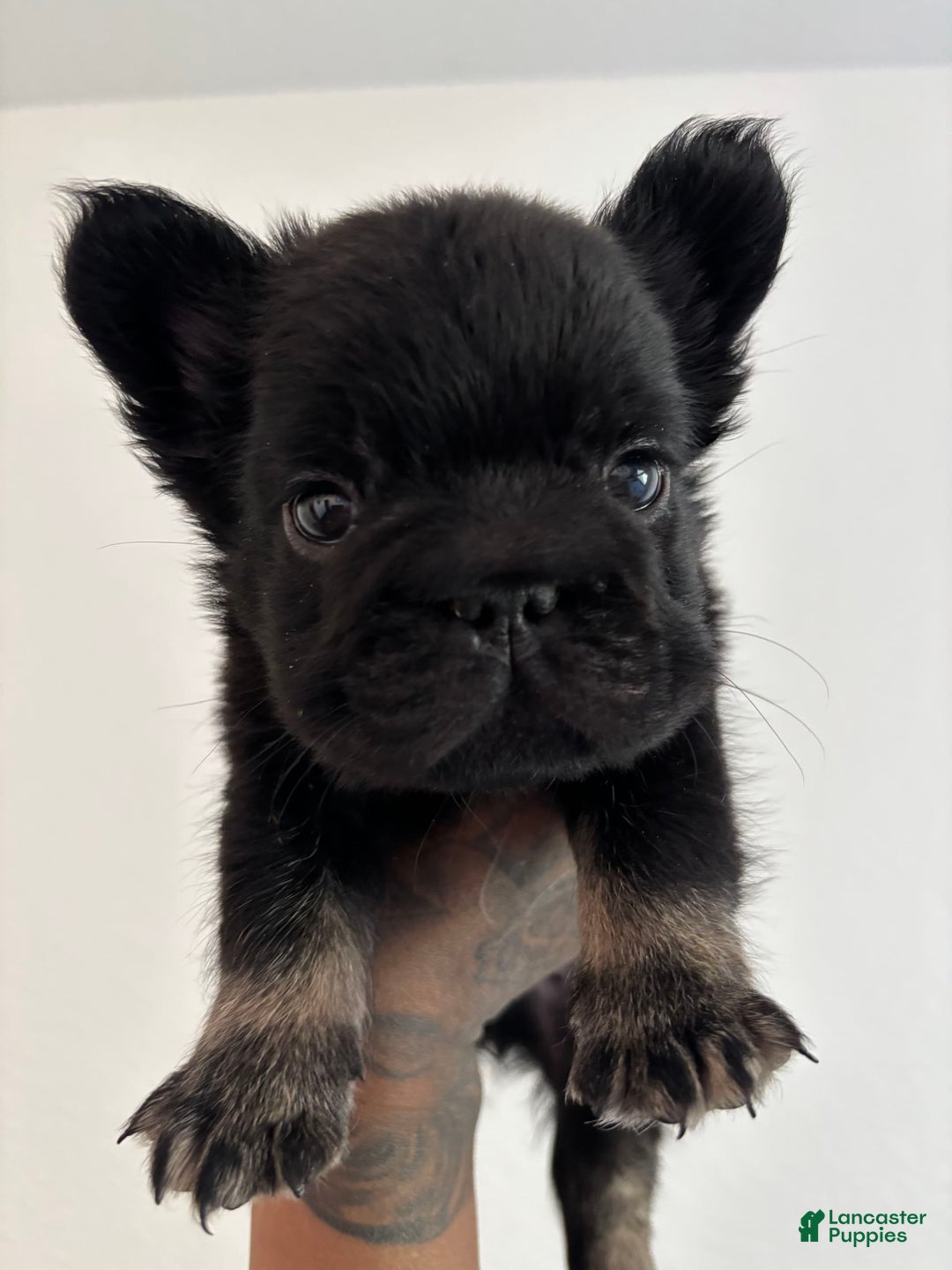French Bulldog dogs for sale: Tank - Image 3