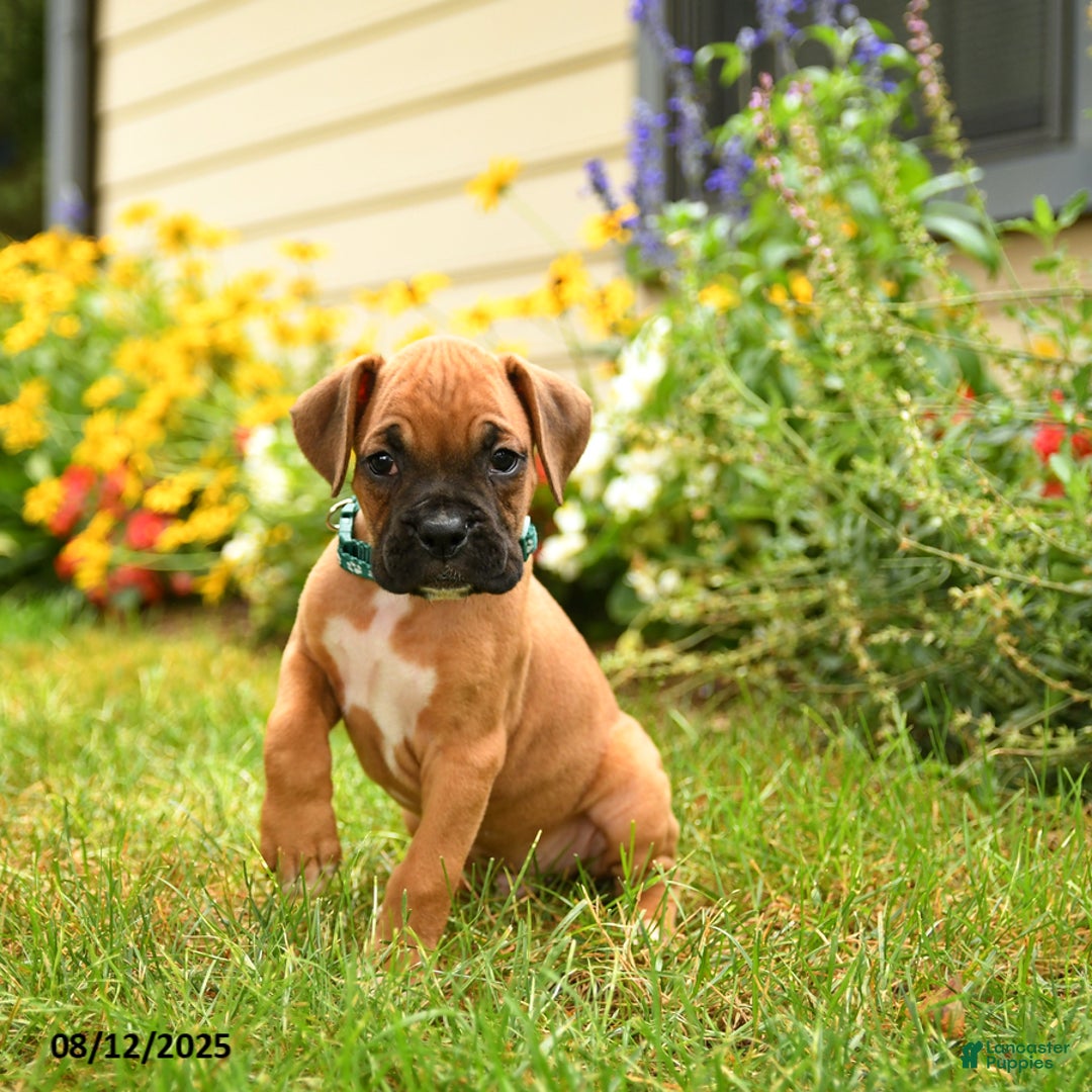 Boxer dogs for sale: Sequoia - Image 5