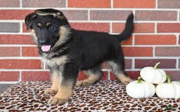German Shepherd dogs for sale: Bailey - Image 3