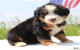 Bernese Mountain Dog dogs for sale: Waska - Image 2