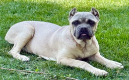 Cane Corso dogs for sale: Georgia - Image 33