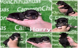 Chihuahua dogs for sale: Tiny Harry Short Coat - Image 2