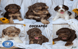 Cockapoo dogs for sale: Heaven - Image 13