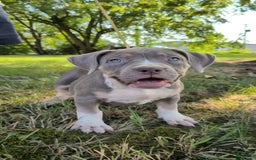 American Bully dogs for sale: Cali - Image 1